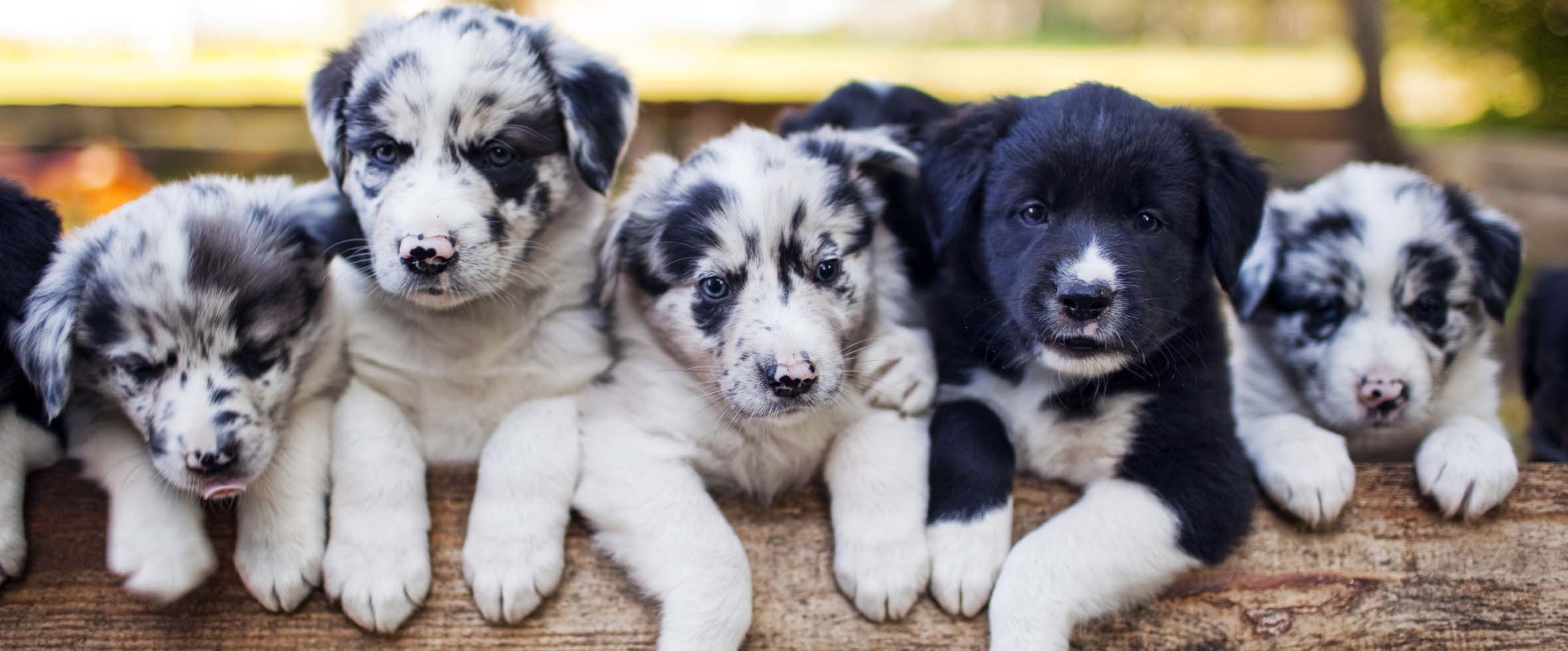 A litter of very cute black and white border collie puppies
