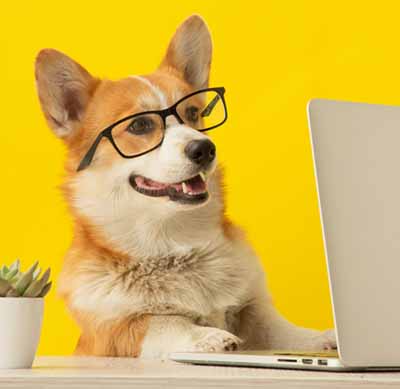 Corgi wearing glasses sitting at computer monitor