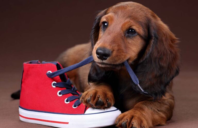 A red dachshund puppy look cute as he chews on a running shoe